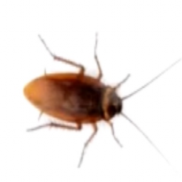 เซิฟ ทำเองก็เอาไปใช้กับค่ายตัวเอง YG PK